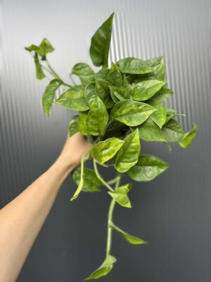 Epipremnum Global Green