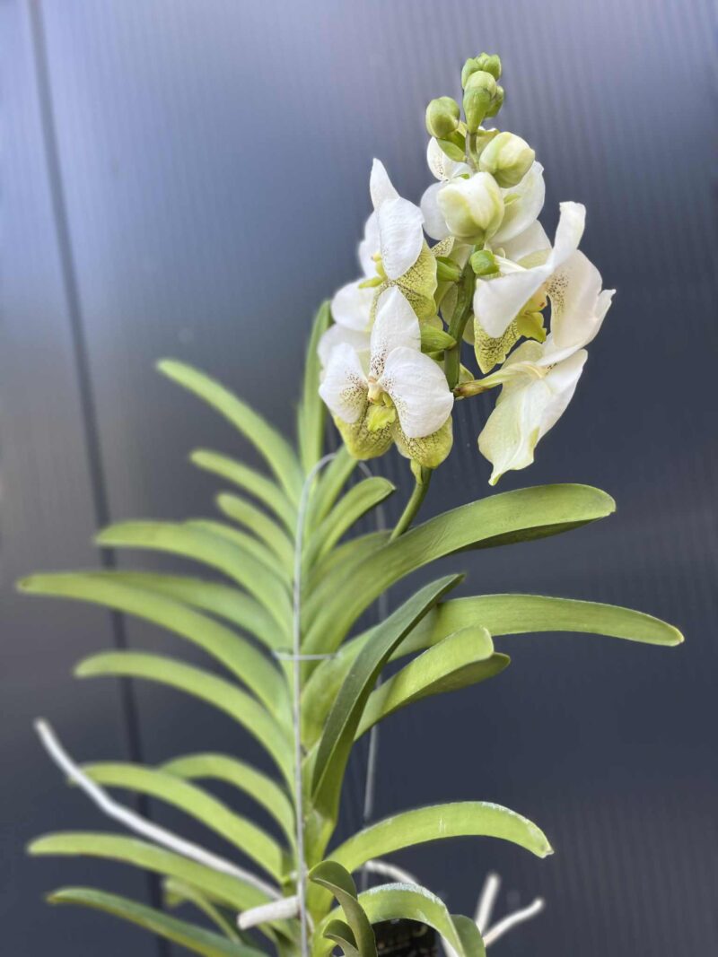Storczyk Vanda “Hybryda Special ” 1