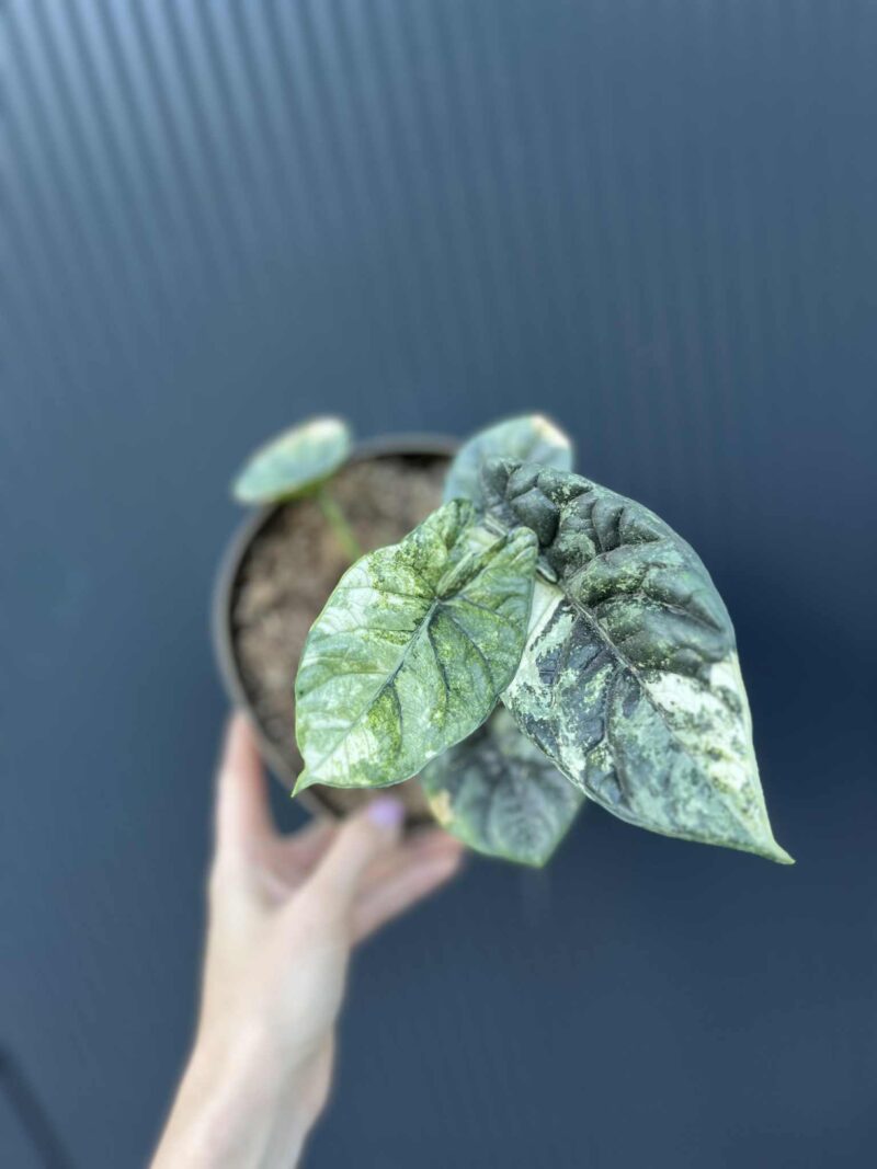 Alocasia Sinuata Variegata