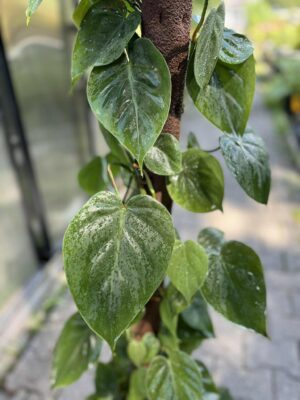Philodendron scandens