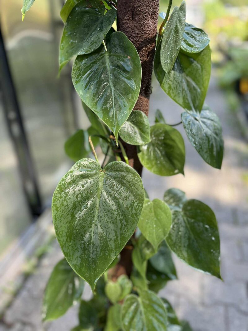 Philodendron scandens
