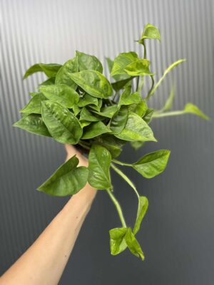 Epipremnum Global Green