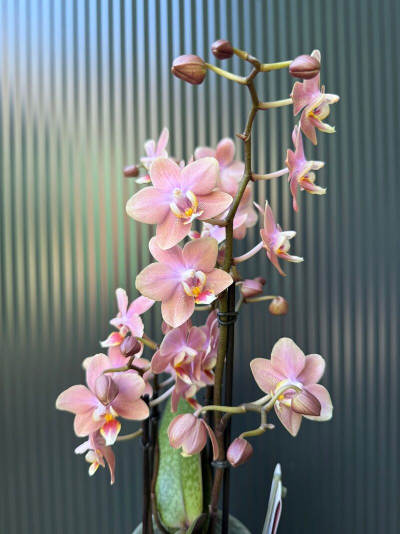 Phalaenopsis Multiflora ‘Aromio Sweet’ | Storczyk pachnący
