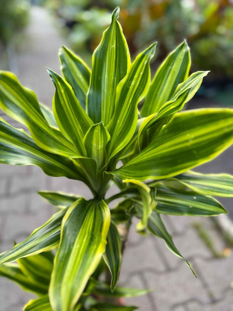 Dracaena ‘Golden Queen’
