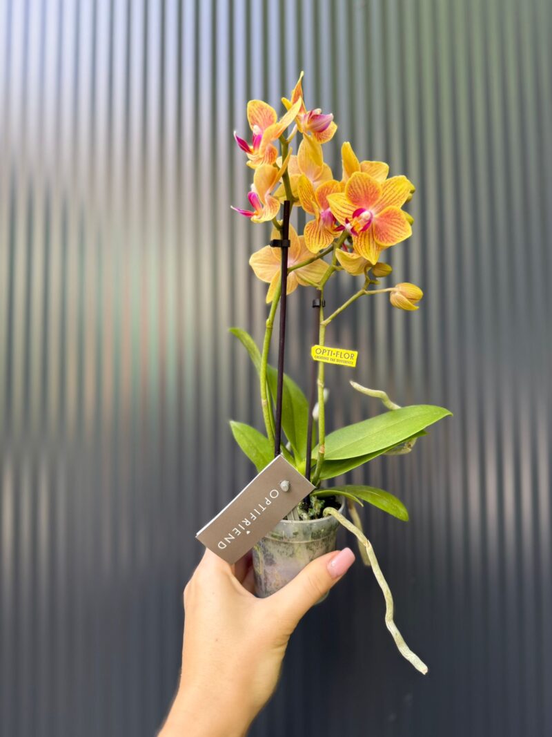 Phalaenopsis Optifriend ‘Indy’ | Storczyk