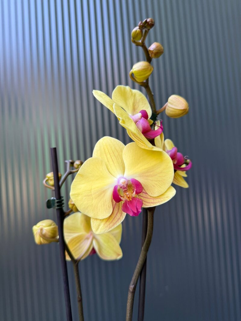 Phalaenopsis Sin-Yaun Golden Beauty Solid Gold | Storczyk przekwitający