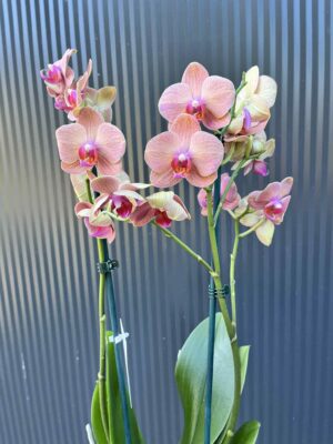 Phalaenopsis Orange Sun | Storczyk