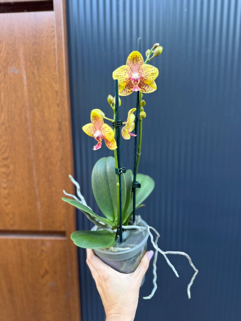 Phalaenopsis Limited 12 | Storczyk Przekwitnięty