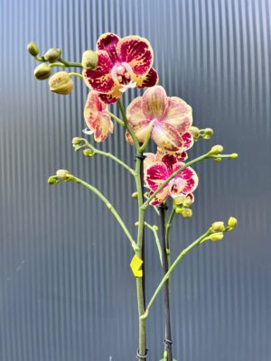 Phalaenopsis Optistar Spears | storczyk