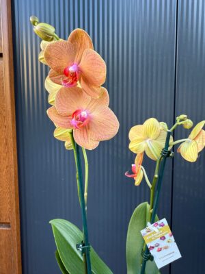 Phalaenopsis Orange Sun | Storczyk