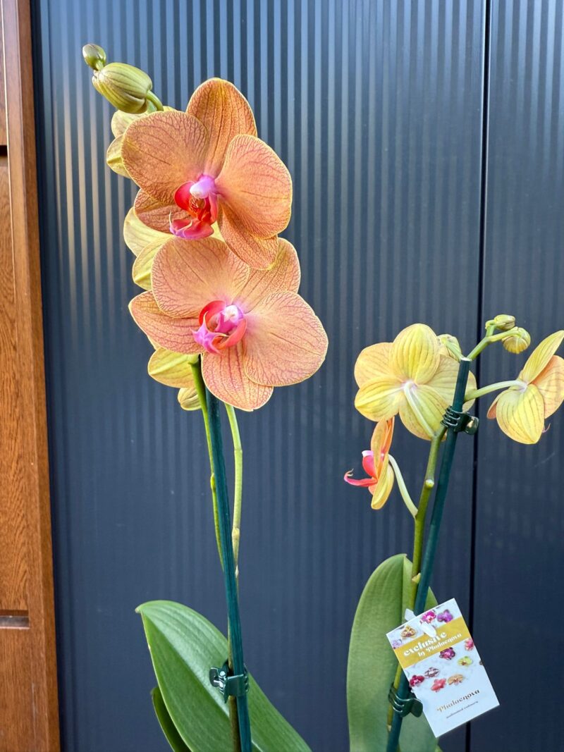 Phalaenopsis Orange Sun | Storczyk