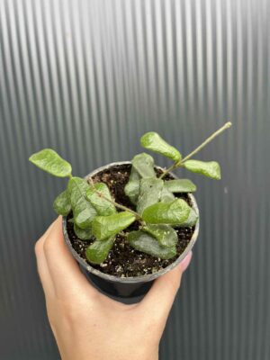 Hoya Rotundiflora