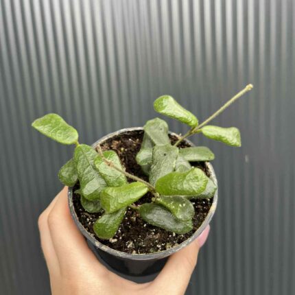 Hoya Rotundiflora