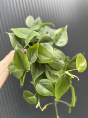 Philodendron Scandens