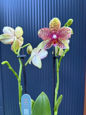 Phalaenopsis Anthura Grosseto | Storczyk