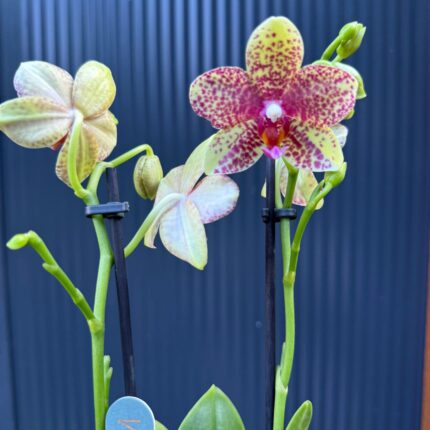 Phalaenopsis Anthura Grosseto | Storczyk
