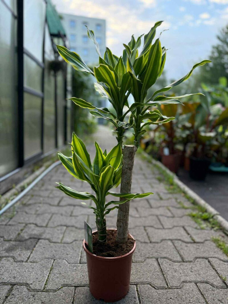 Dracaena ‘Golden Queen’