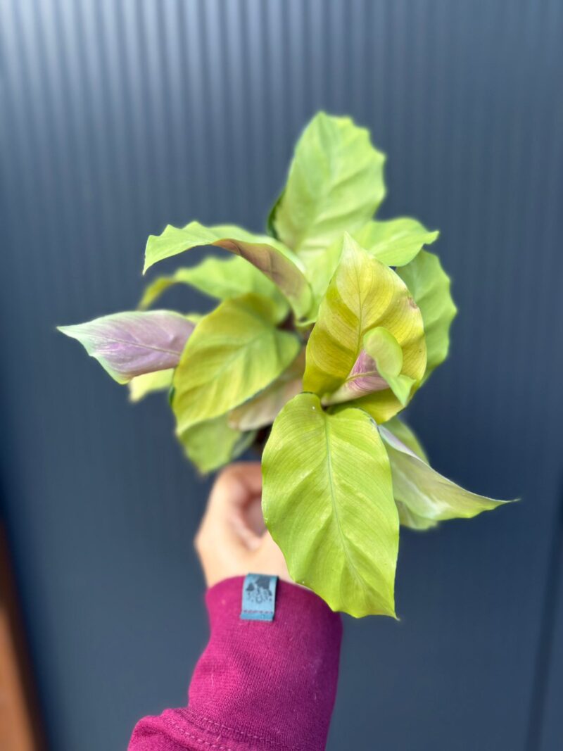 Calathea yellow fusion