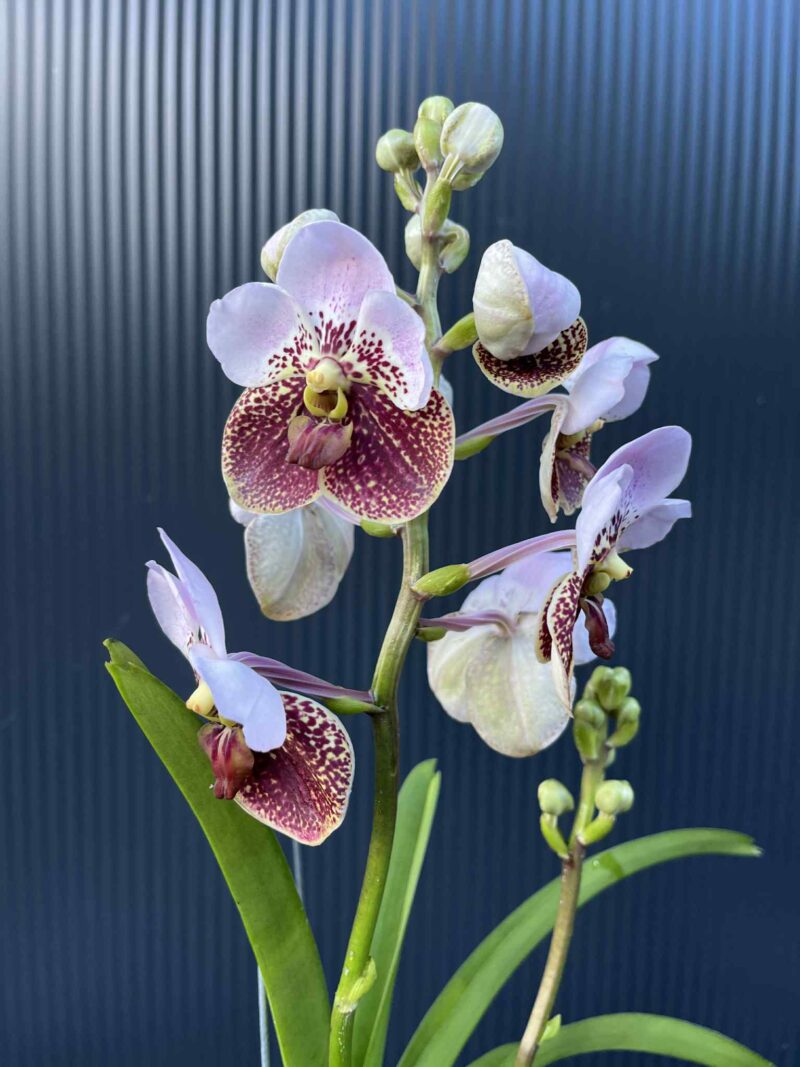 Storczyk Vanda “Hybryda Special ” 4