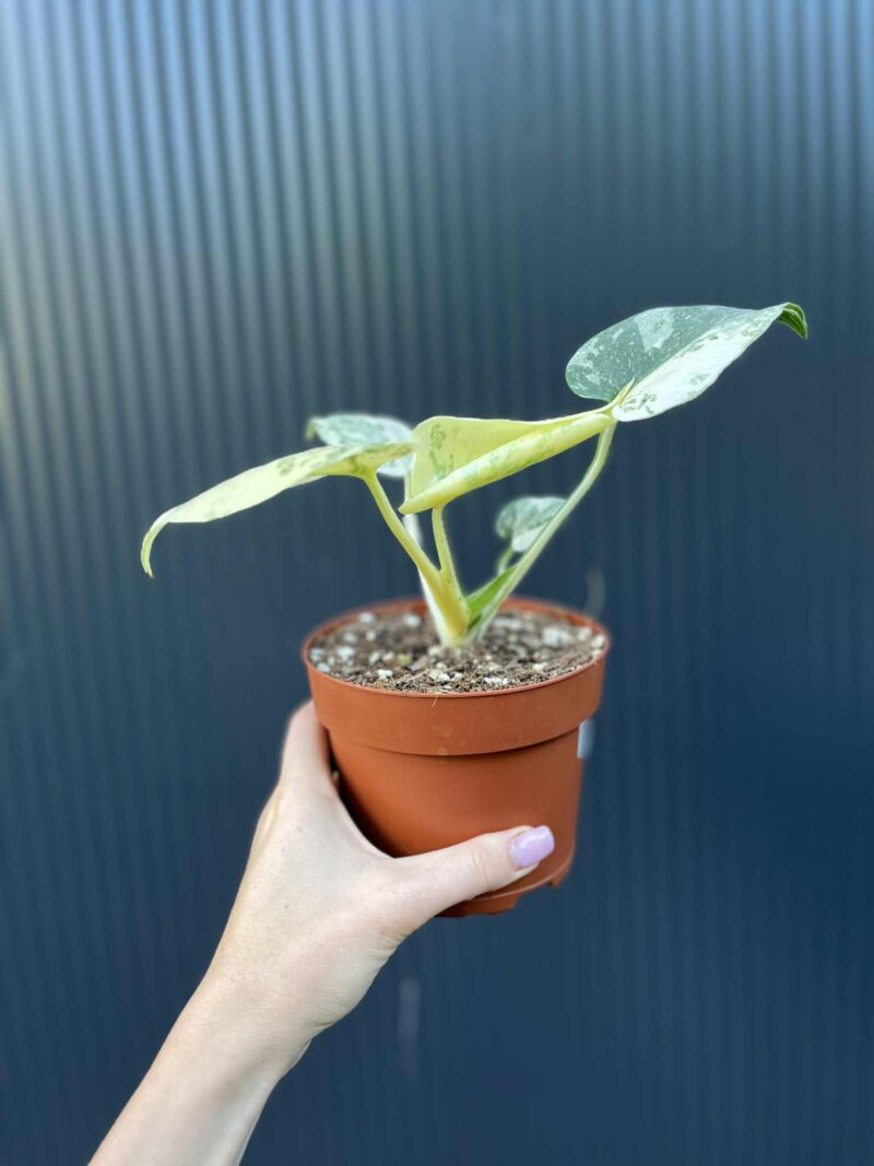 Monstera creme brulée