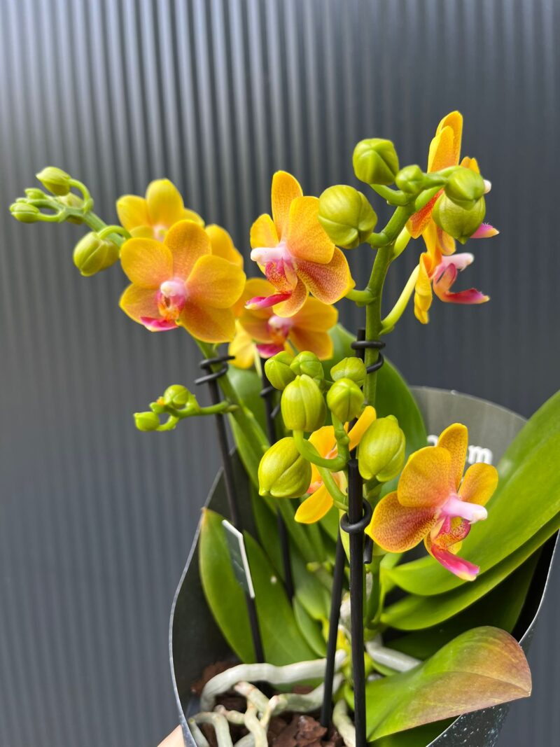 Phalaenopsis ‘Dazzling Drops of the Sun’ | Storczyk