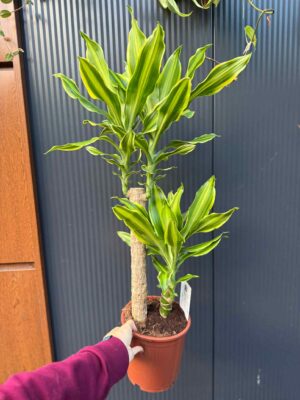 Dracaena ‘Golden Queen’