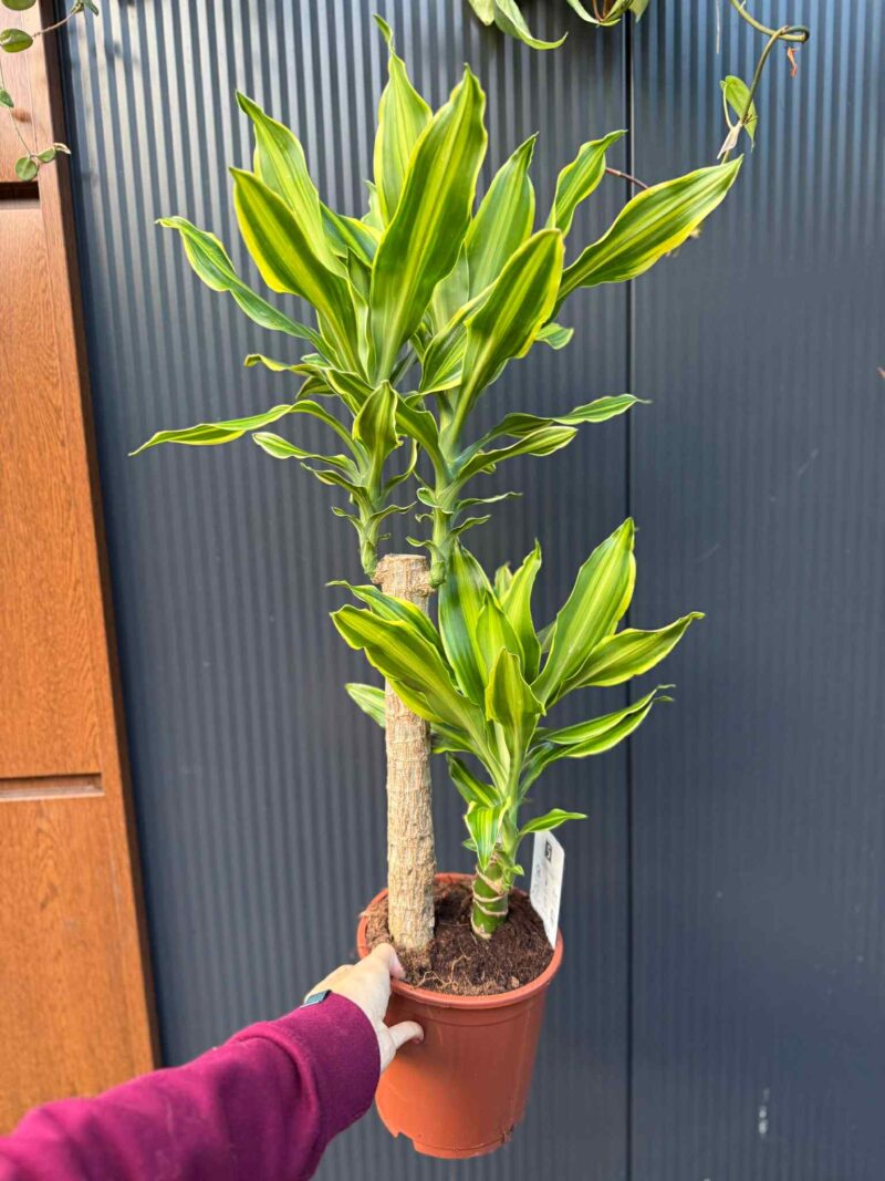 Dracaena ‘Golden Queen’