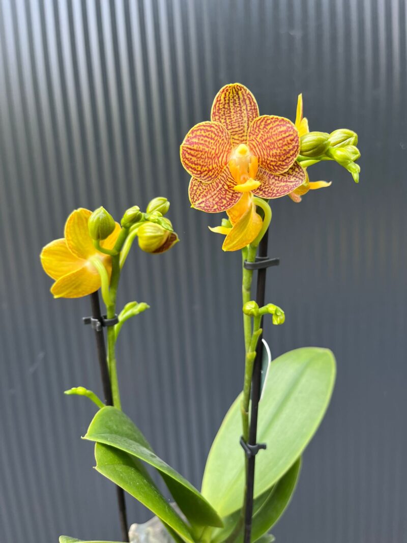 Phalaenopsis Indian Summer | Storczyk