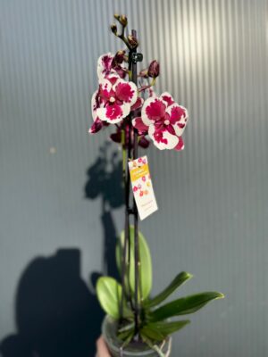 phalaenopsis untold | Storczyk