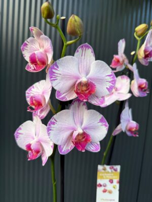 phalaenopsis fong tien’s amapearl cone pearl | Storczyk