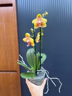 Phalaenopsis Limited 12 | Storczyk Przekwitnięty