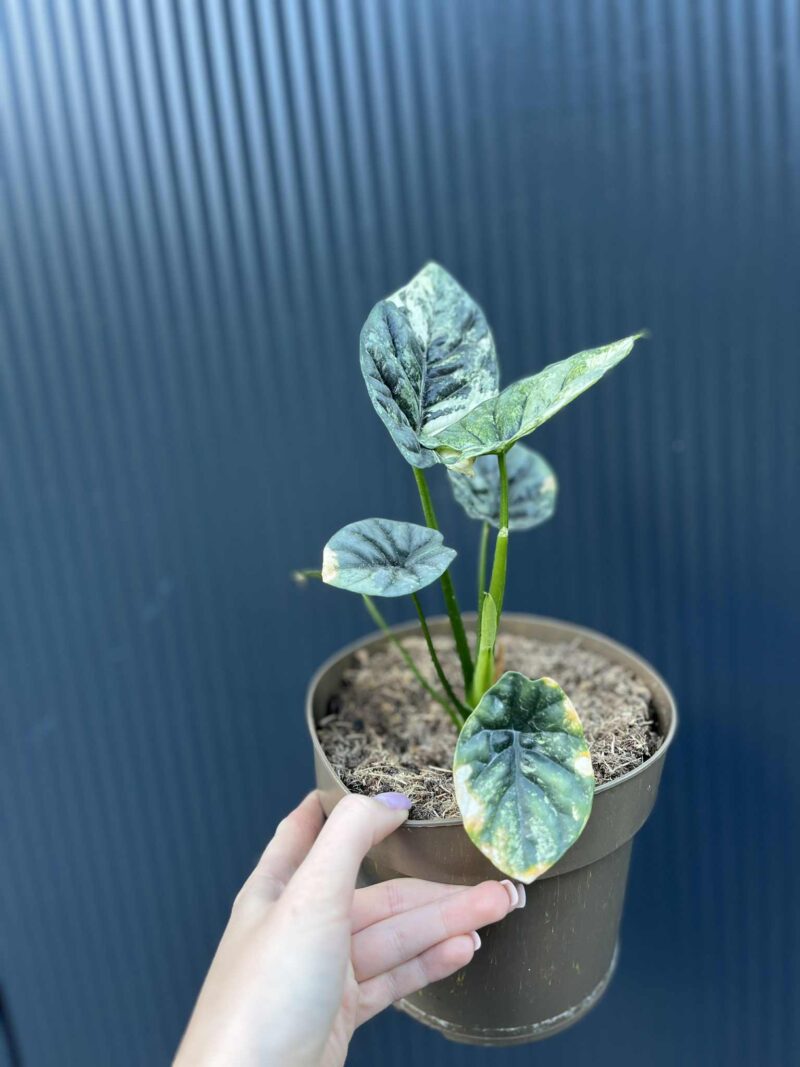Alocasia Sinuata Variegata