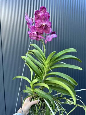 Storczyk Vanda “Hybryda Special ” 6