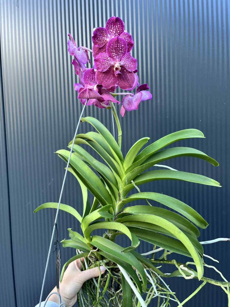 Storczyk Vanda “Hybryda Special ” 6