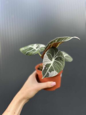 Alocasia Black Velvet Pink Variegata