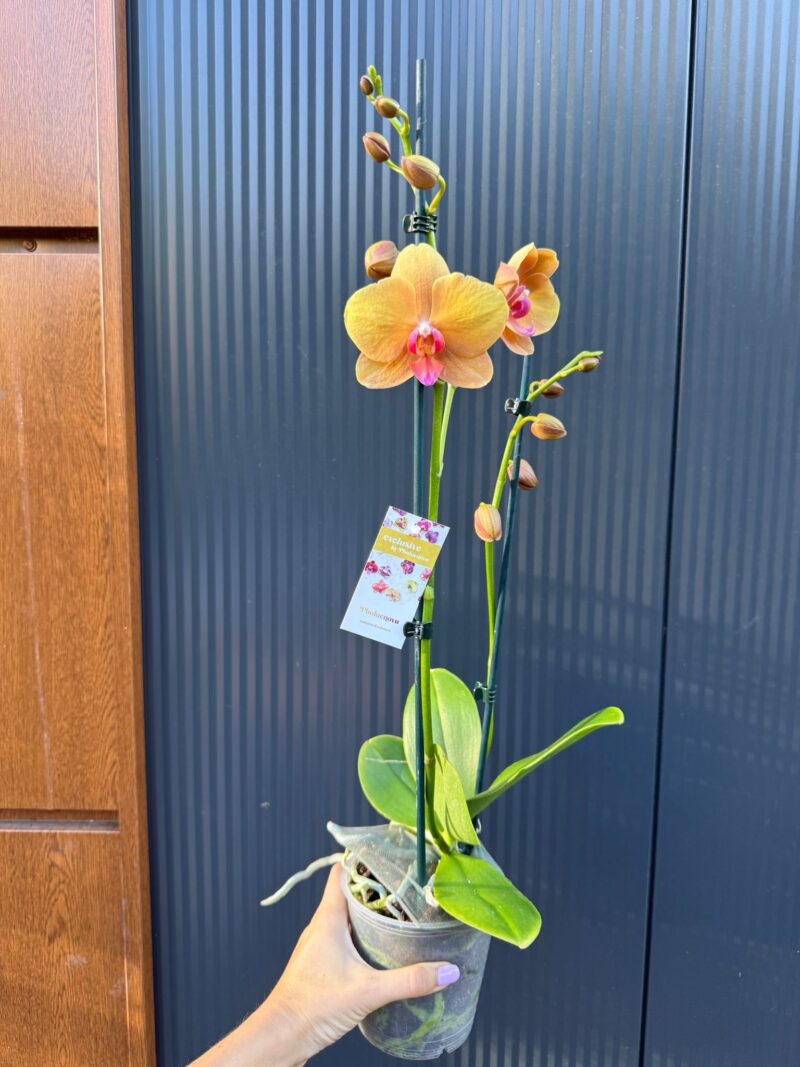 Phalaenopsis Orange Buddha | Storczyk