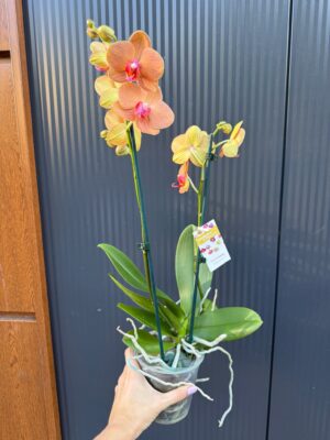 Phalaenopsis Orange Sun | Storczyk