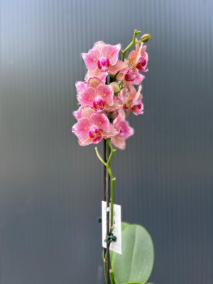 Phalaenopsis Pirate picotee peloric butterfly | Storczyk