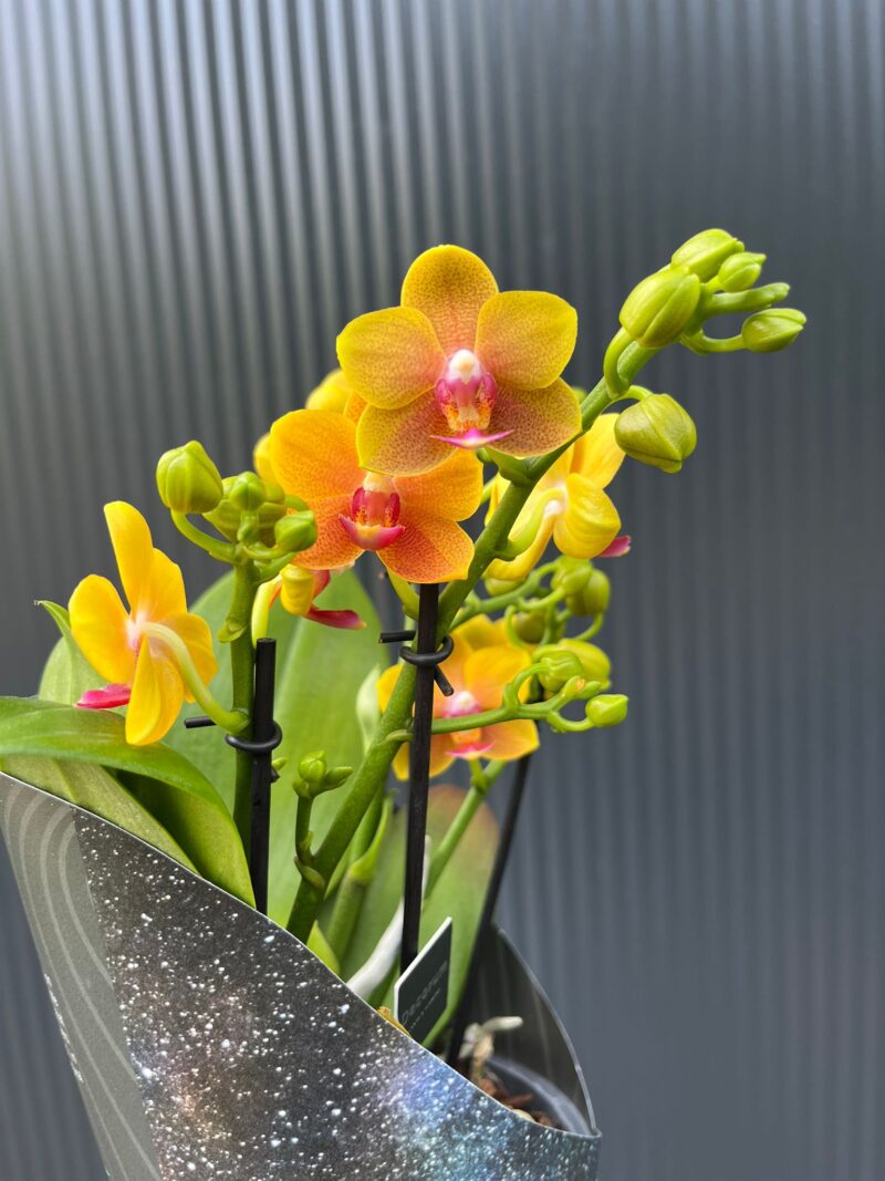 Phalaenopsis ‘Dazzling Drops of the Sun’ | Storczyk