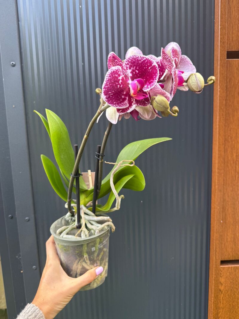 Phalaenopsis Spirit Red | Storczyk Przekwitnięty