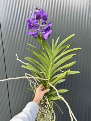 Storczyk Vanda 1