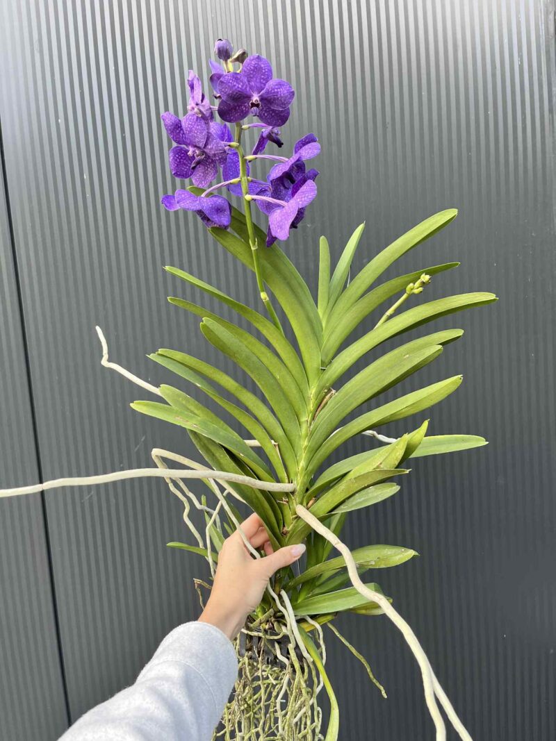 Storczyk Vanda 1