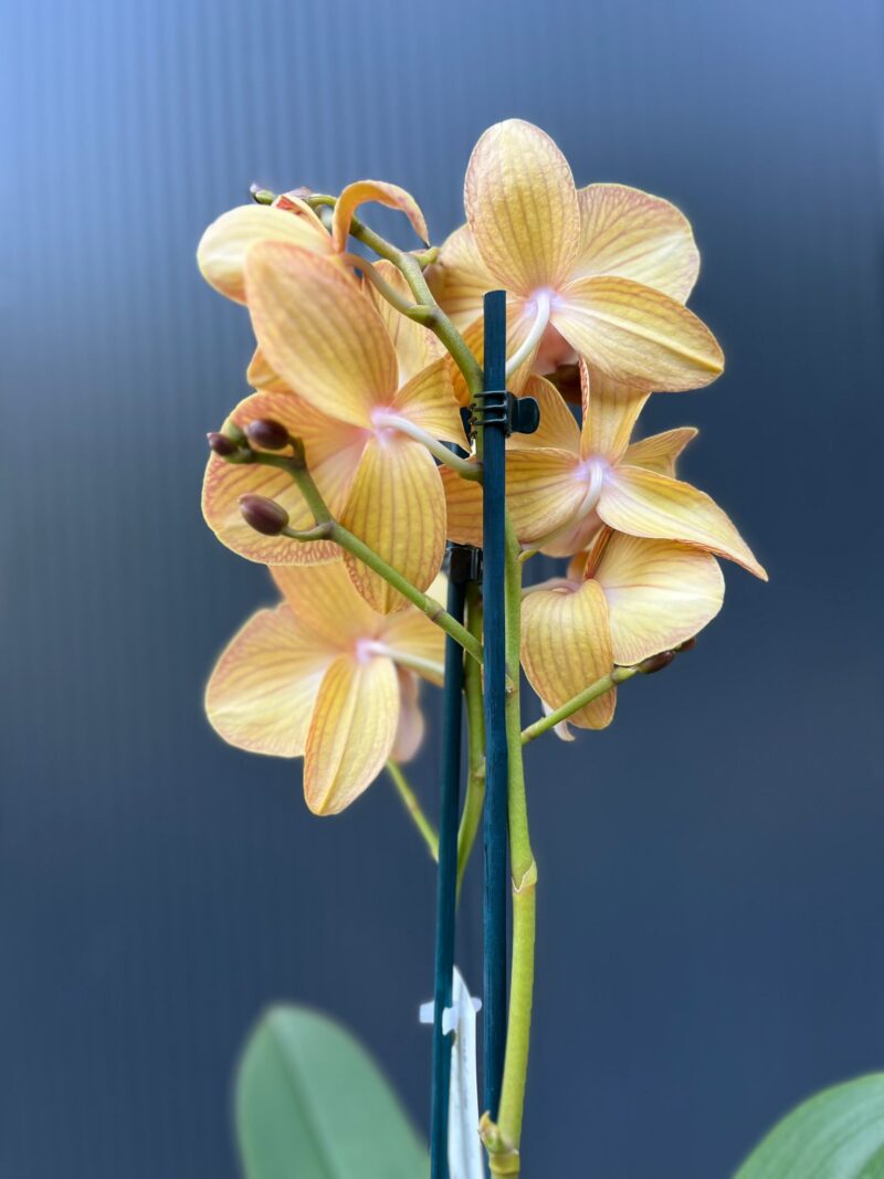 Phalaenopsis Orange Anastasia | Storczyk