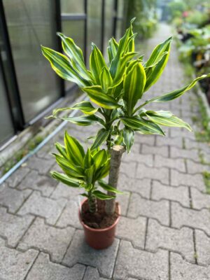 Dracaena ‘Golden Queen’