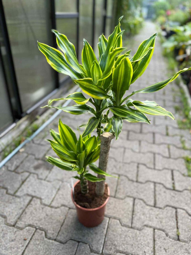 Dracaena ‘Golden Queen’