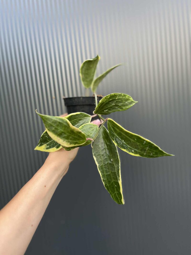 Hoya macrophylla Variegata