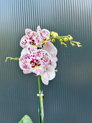 Phalaenopsis Zoe | Storczyk