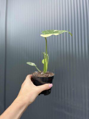 Monstera Thai