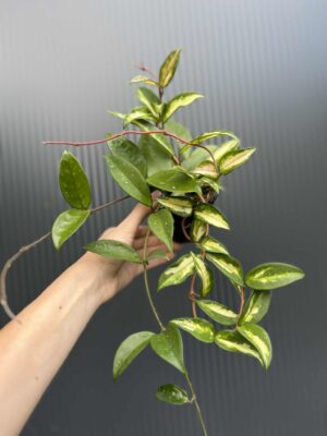 Hoya Carnosa Tricolor