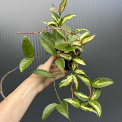 Hoya Carnosa Tricolor